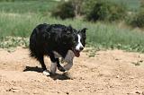 BORDER COLLIE 215